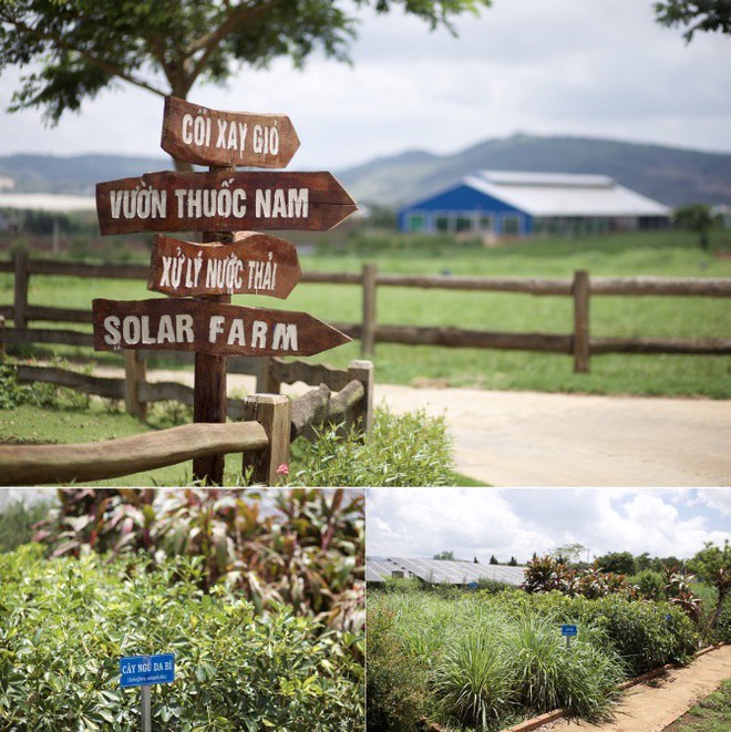 Có một trang trại bò sữa Organic “xanh từ A đến Z” trên cao nguyên Đà Lạt - Ảnh 3.