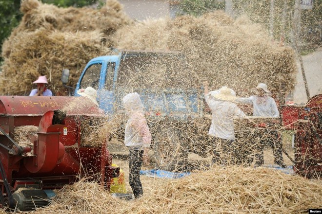 24h qua ảnh: Nông dân tuốt lúa trên cánh đồng - Ảnh 3.