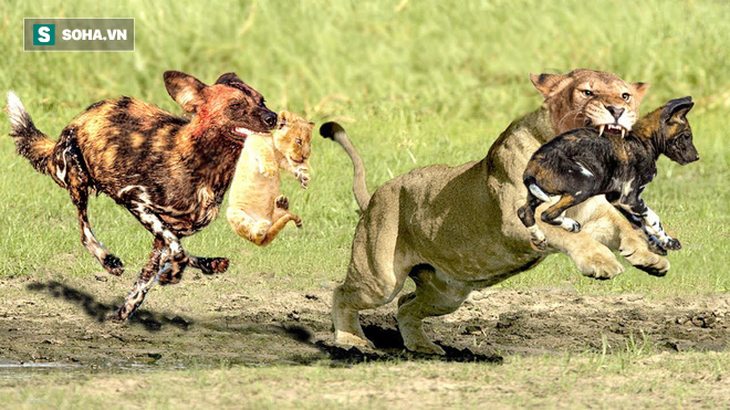 Bị cả chục con chó hoang bao vây, sư tử cái cắn gãy cổ kẻ thù để bảo vệ con - Ảnh 1.