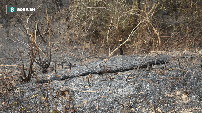 50ha rừng phòng hộ hoang tàn sau nhiều ngày cháy, người dân hoang mang trực chiến - Ảnh 4.
