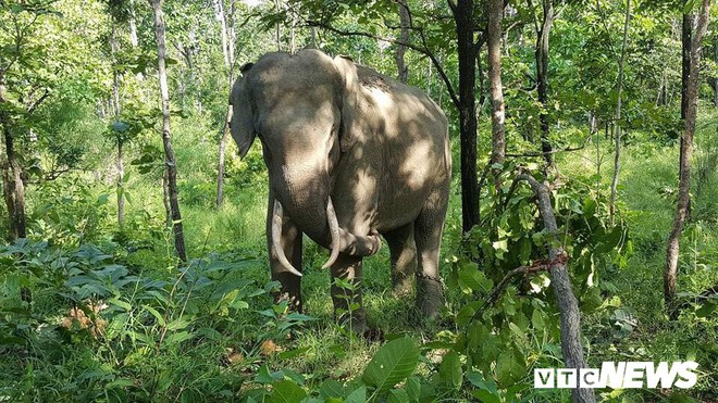 Ảnh: Khám phá một ngày làm việc của những bảo mẫu voi rừng Tây Nguyên - Ảnh 1.