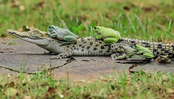 Khi những chú ếch lấy lưng cá sấu làm nơi... xếp hàng - Ảnh 1.