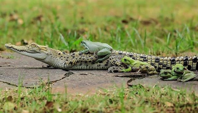 Khi những chú ếch lấy lưng cá sấu làm nơi... xếp hàng - Ảnh 2.