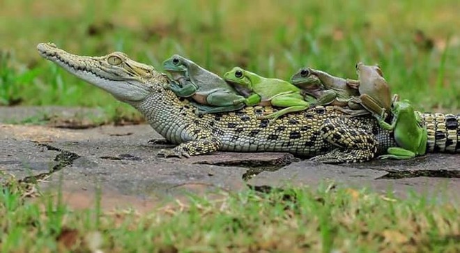 Khi những chú ếch lấy lưng cá sấu làm nơi... xếp hàng - Ảnh 11.