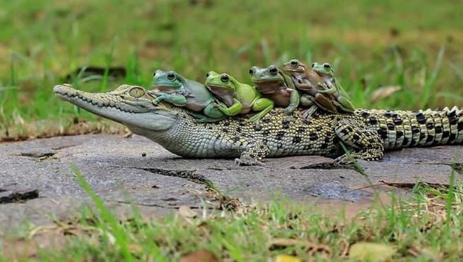 Khi những chú ếch lấy lưng cá sấu làm nơi... xếp hàng - Ảnh 12.