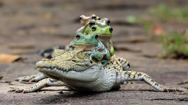 Khi những chú ếch lấy lưng cá sấu làm nơi... xếp hàng - Ảnh 3.