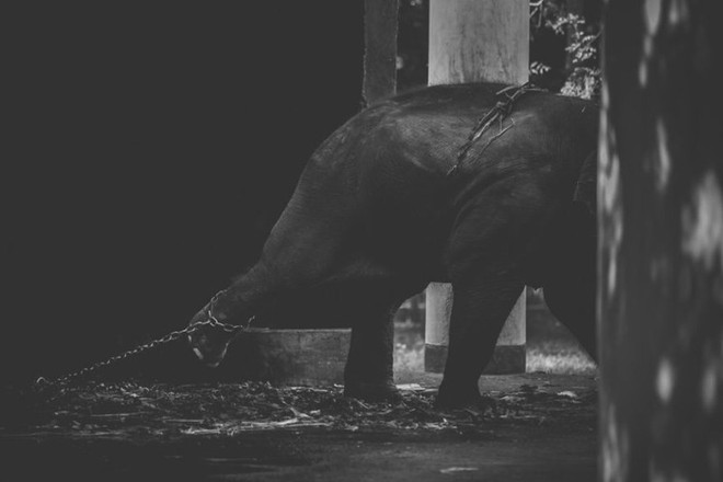 Cuộc sống cô độc của động vật trong sở thú ở Bangladesh - Ảnh 5.