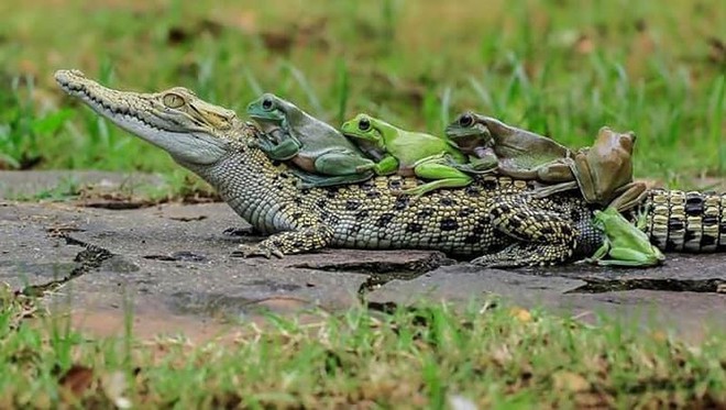 Khi những chú ếch lấy lưng cá sấu làm nơi... xếp hàng - Ảnh 6.