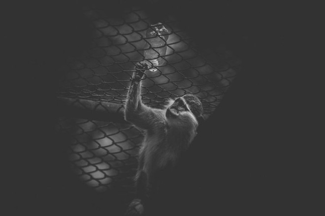 Cuộc sống cô độc của động vật trong sở thú ở Bangladesh - Ảnh 6.