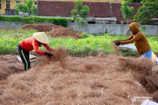 Nghệ An: Về nơi người dân đổ xô vào rừng nhặt thứ lá quý như vàng - Ảnh 7.