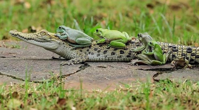 Khi những chú ếch lấy lưng cá sấu làm nơi... xếp hàng - Ảnh 8.