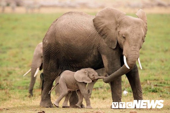 Ảnh: Khám phá một ngày làm việc của những bảo mẫu voi rừng Tây Nguyên - Ảnh 9.