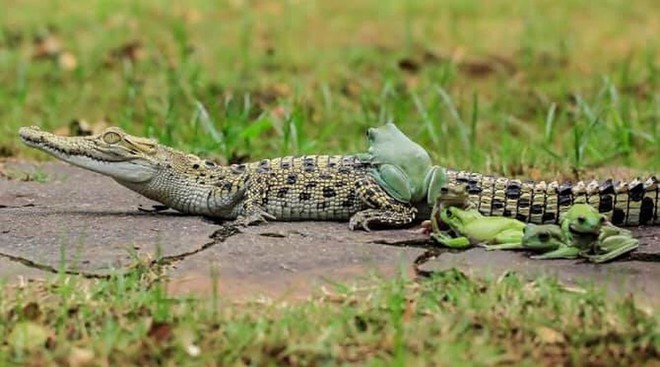 Khi những chú ếch lấy lưng cá sấu làm nơi... xếp hàng - Ảnh 9.