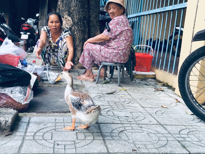  Hiếm muộn 24 năm, vợ chồng Sài Gòn gọi vịt là con, ăn ngủ cùng - Ảnh 2.