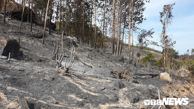 Ảnh: Xót xa rừng Quảng Nam chìm trong biển lửa suốt 22 tiếng, 107 ha keo bị thiêu rụi - Ảnh 1.