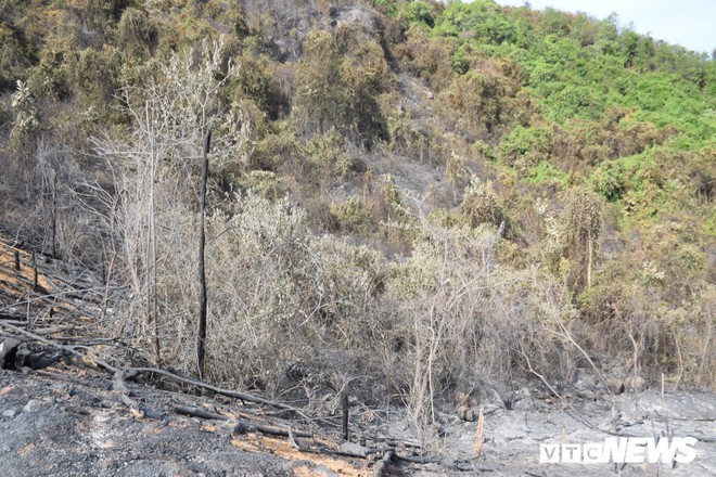 Ảnh: Xót xa rừng Quảng Nam chìm trong biển lửa suốt 22 tiếng, 107 ha keo bị thiêu rụi - Ảnh 2.