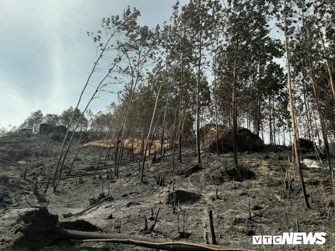 Ảnh: Xót xa rừng Quảng Nam chìm trong biển lửa suốt 22 tiếng, 107 ha keo bị thiêu rụi - Ảnh 3.