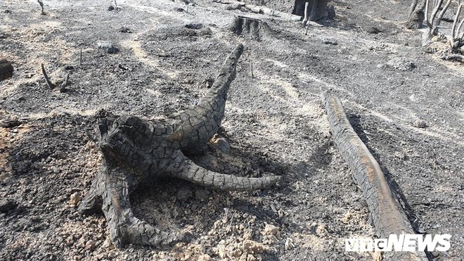Ảnh: Xót xa rừng Quảng Nam chìm trong biển lửa suốt 22 tiếng, 107 ha keo bị thiêu rụi - Ảnh 5.