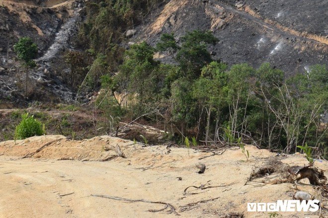 Ảnh: Xót xa rừng Quảng Nam chìm trong biển lửa suốt 22 tiếng, 107 ha keo bị thiêu rụi - Ảnh 6.