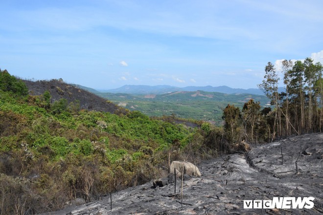 Ảnh: Xót xa rừng Quảng Nam chìm trong biển lửa suốt 22 tiếng, 107 ha keo bị thiêu rụi - Ảnh 7.