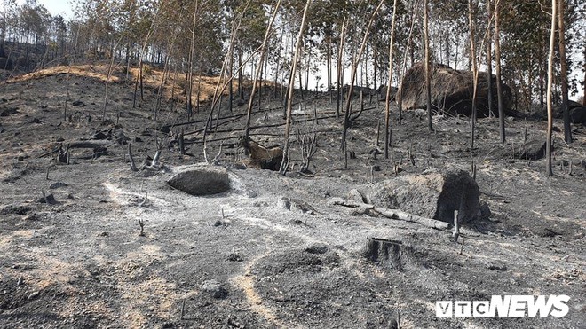 Ảnh: Xót xa rừng Quảng Nam chìm trong biển lửa suốt 22 tiếng, 107 ha keo bị thiêu rụi - Ảnh 8.