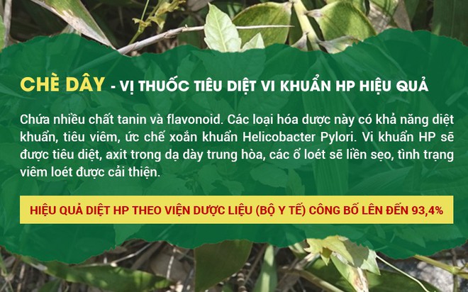       Vi khuẩn HP là gì? Phác đồ điều trị viêm dạ dày HP dương tính hiệu quả     - Ảnh 3.