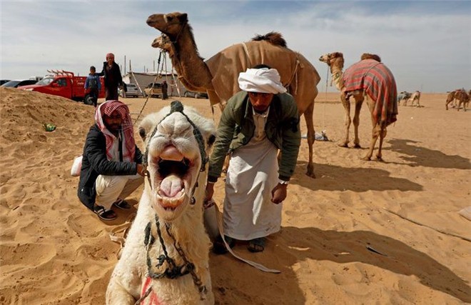 Kỳ thú cuộc đua lạc đà của những cậu bé giữa sa mạc Ai Cập - Ảnh 11.