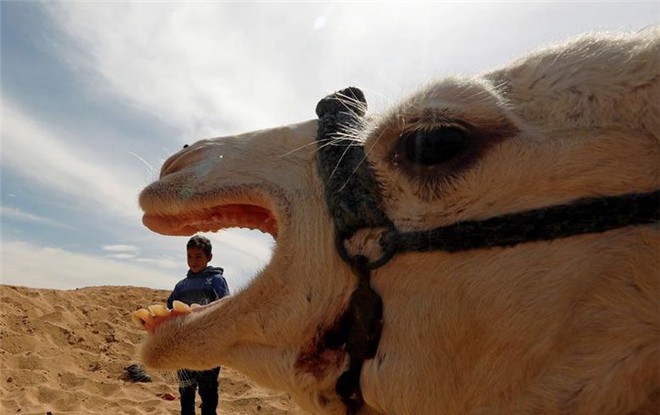 Kỳ thú cuộc đua lạc đà của những cậu bé giữa sa mạc Ai Cập - Ảnh 5.