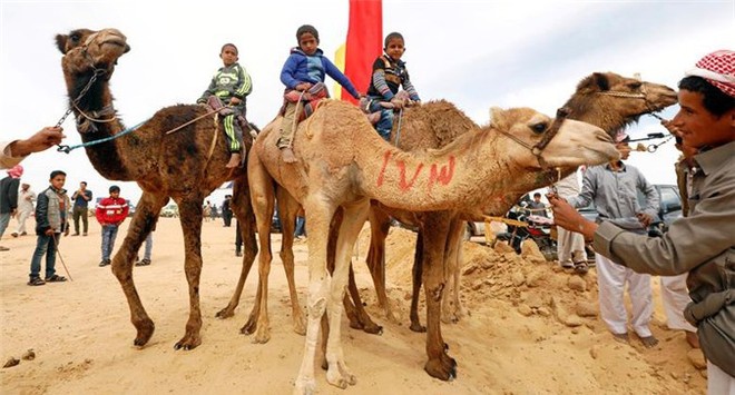 Kỳ thú cuộc đua lạc đà của những cậu bé giữa sa mạc Ai Cập - Ảnh 8.