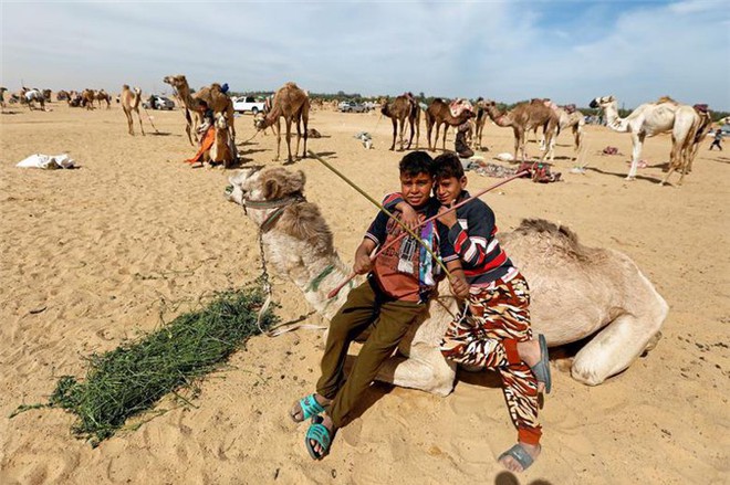 Kỳ thú cuộc đua lạc đà của những cậu bé giữa sa mạc Ai Cập - Ảnh 9.