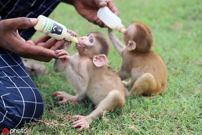Chỉ cần một cái nhìn vào hình ảnh những khỉ con mồ côi đáng yêu, bạn sẽ cảm nhận được tình mẫu tử, tình thương của loài động vật này với những người cùng chung sống trên trái đất.