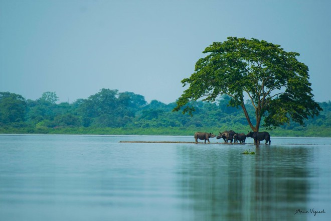 Hổ hoang dã Ấn Độ xông thẳng vào nhà dân leo lên giường náu mình tránh lũ - Ảnh 2.