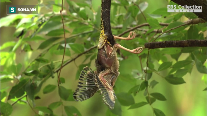 Rắn leo lên cây để bắt chim non, chim bố mẹ ra sức bảo vệ: Kẻ phải chết hoàn toàn bất ngờ - Ảnh 1.