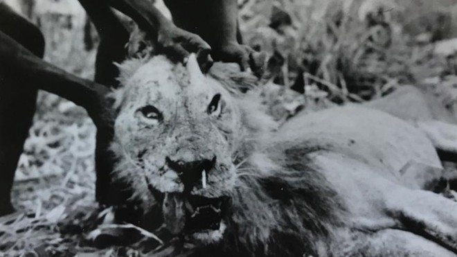 Sư tử săn nhím và hậu quả khôn lường cho con người - Ảnh 2.