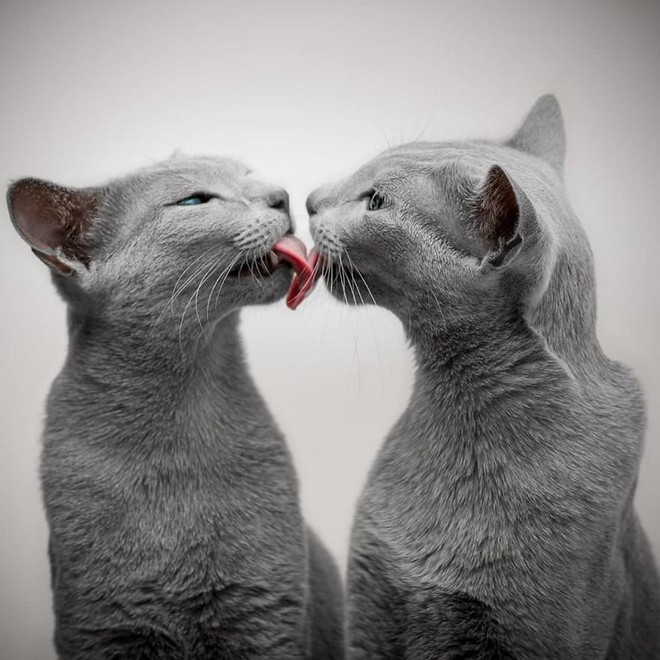 Hai chú mèo Nga có mắt xanh lạ thường khiến mạng xã hội điên đảo - Ảnh 3.