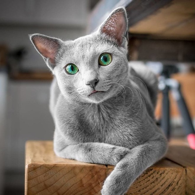 Hai chú mèo Nga có mắt xanh lạ thường khiến mạng xã hội điên đảo - Ảnh 1.