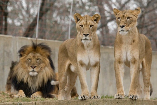 Nhà động vật học: Phim “The Lion King” mô tả hoàn toàn sai lầm vai trò sư tử đực trong thực tế - Ảnh 1.