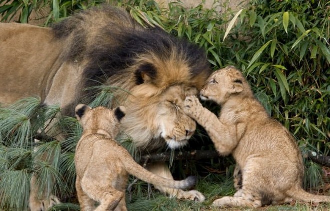 Nhà động vật học: Phim “The Lion King” mô tả hoàn toàn sai lầm vai trò sư tử đực trong thực tế - Ảnh 3.