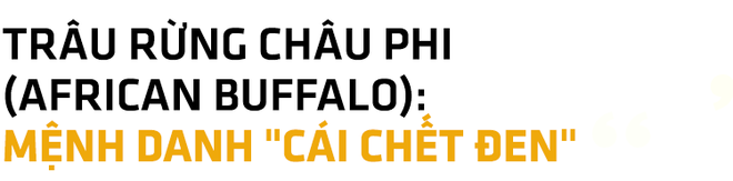 Ngũ đại dã thú châu Phi: Bí mật nguy hiểm của những loài động vật khổng lồ xứ hoang dã - Ảnh 5.