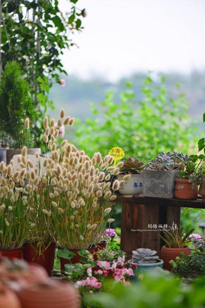 Chìm đắm trong khu vườn đẹp như mê cung nhờ bàn tay khéo léo của người đàn ông yêu thích làm vườn - Ảnh 25.