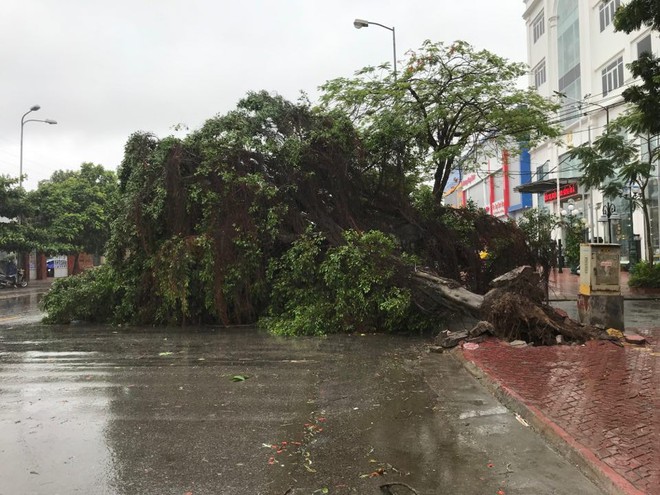 Hàng loạt cây đổ rạp sau khi bão số 2 đổ bộ vào Hải Phòng - Ảnh 2.