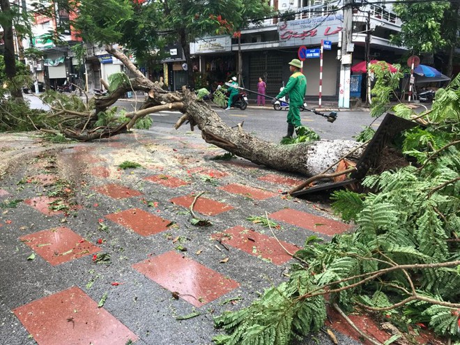 Hàng loạt cây đổ rạp sau khi bão số 2 đổ bộ vào Hải Phòng - Ảnh 5.