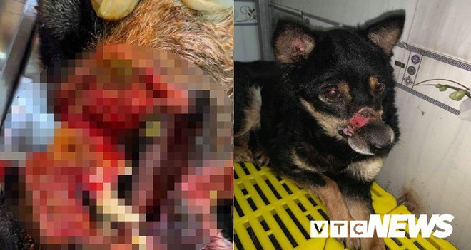 Hành trình sang Mỹ của chú chó hoang ở Huế bị hoại tử mõm - Ảnh 1.