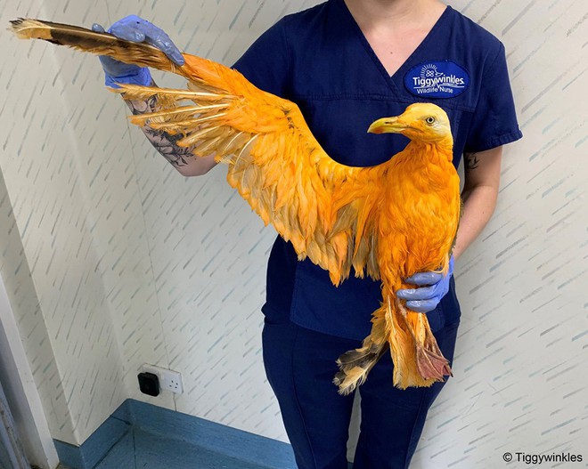 Chú chim vàng óng sang trọng khiến các chuyên gia ngỡ ngàng, hóa ra là con mòng biển ngã vào bột cà-ri - Ảnh 1.