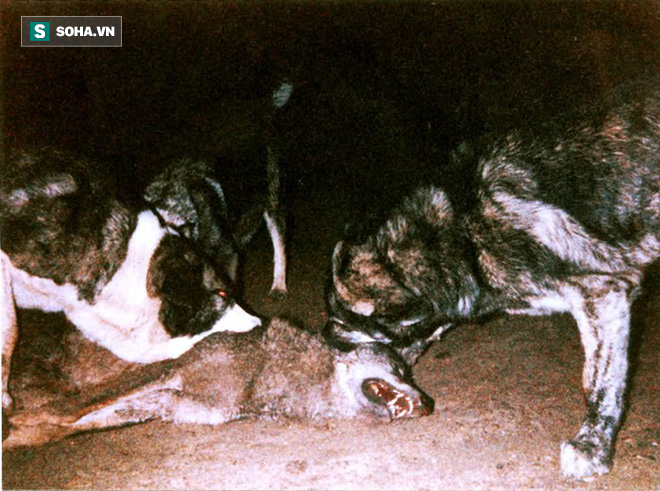 Sói xám bị chó ngao Tây Tạng hung dữ tấn công và cắn xé tới chết - Ảnh 1.