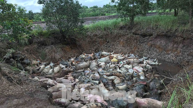 Ớn lạnh hình ảnh lợn chết vì dịch tả vứt la liệt trong rừng tràm ở Sài Gòn - Ảnh 1.