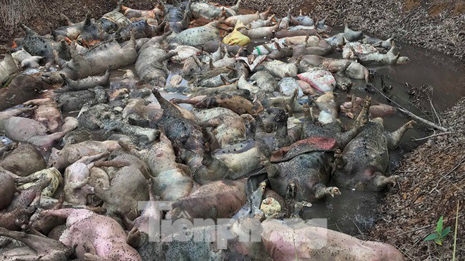 Ớn lạnh hình ảnh lợn chết vì dịch tả vứt la liệt trong rừng tràm ở Sài Gòn - Ảnh 2.