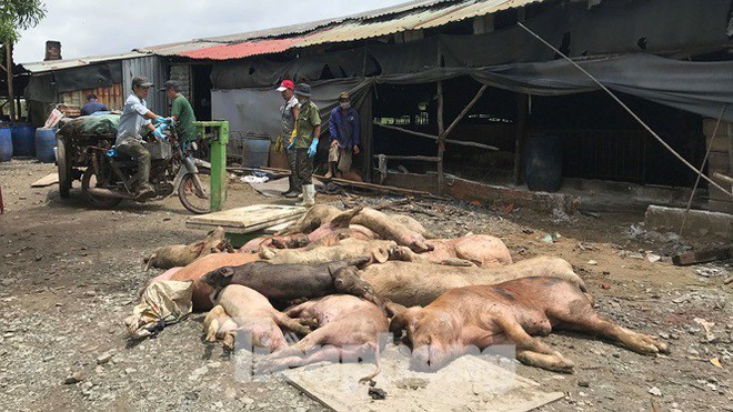 Ớn lạnh hình ảnh lợn chết vì dịch tả vứt la liệt trong rừng tràm ở Sài Gòn - Ảnh 11.