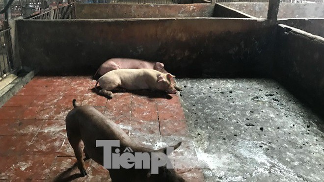 Ớn lạnh hình ảnh lợn chết vì dịch tả vứt la liệt trong rừng tràm ở Sài Gòn - Ảnh 12.