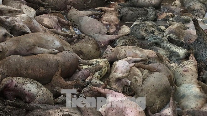 Ớn lạnh hình ảnh lợn chết vì dịch tả vứt la liệt trong rừng tràm ở Sài Gòn - Ảnh 3.
